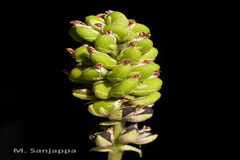 Psoralea corylifolia